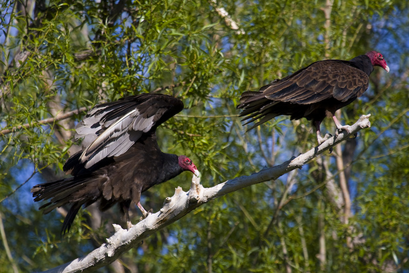 Turkey Vultures